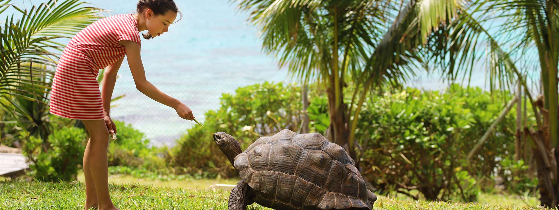 Mauritius Reisen mit Familie Kind füttert auf Mauritius Reisen eine Schildkröte